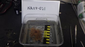 Media type: image;   Invertebrate Zoology 153117 Description: live specimen;